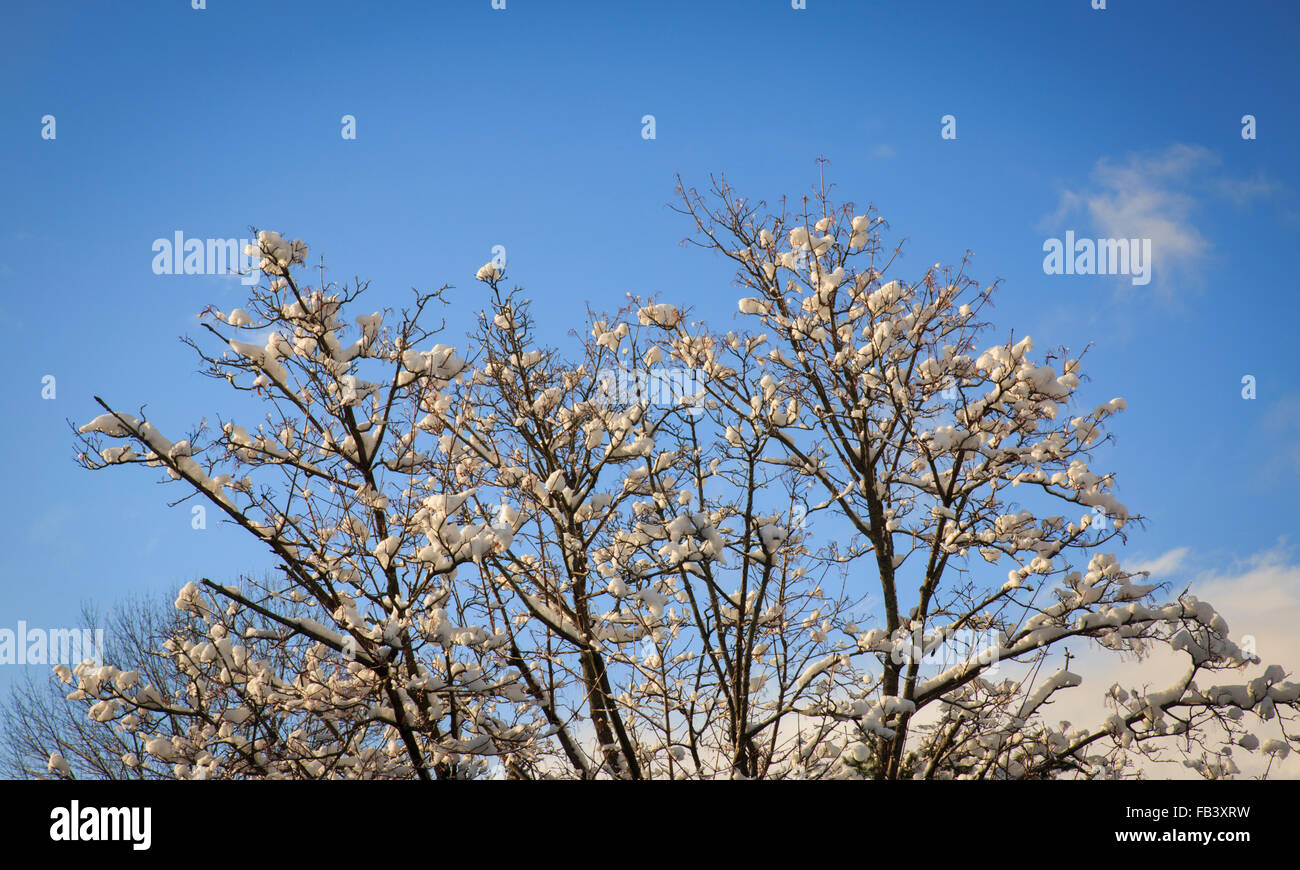 Puffs of light fluffy snow on the top branches of a tree Stock Photo