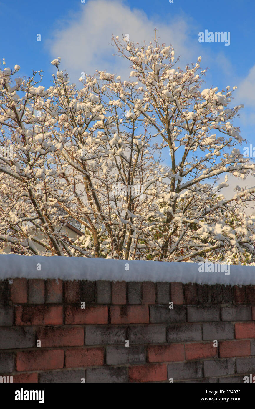 Layer of freshly fallen snow settled on a wall and tree Stock Photo