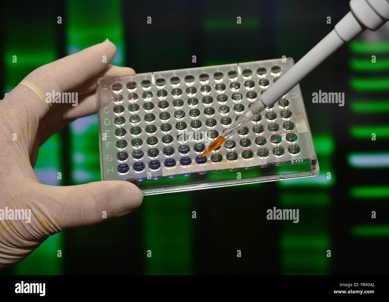 A scientific experiment in the laboratory. The study of biological sample in a well plate Stock