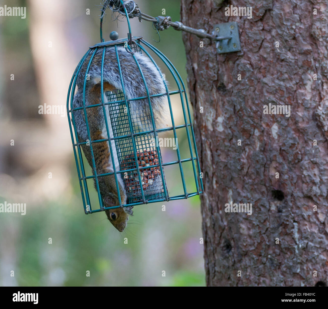 Squirrel Proof Bird Feeder Stock Photos Squirrel Proof Bird
