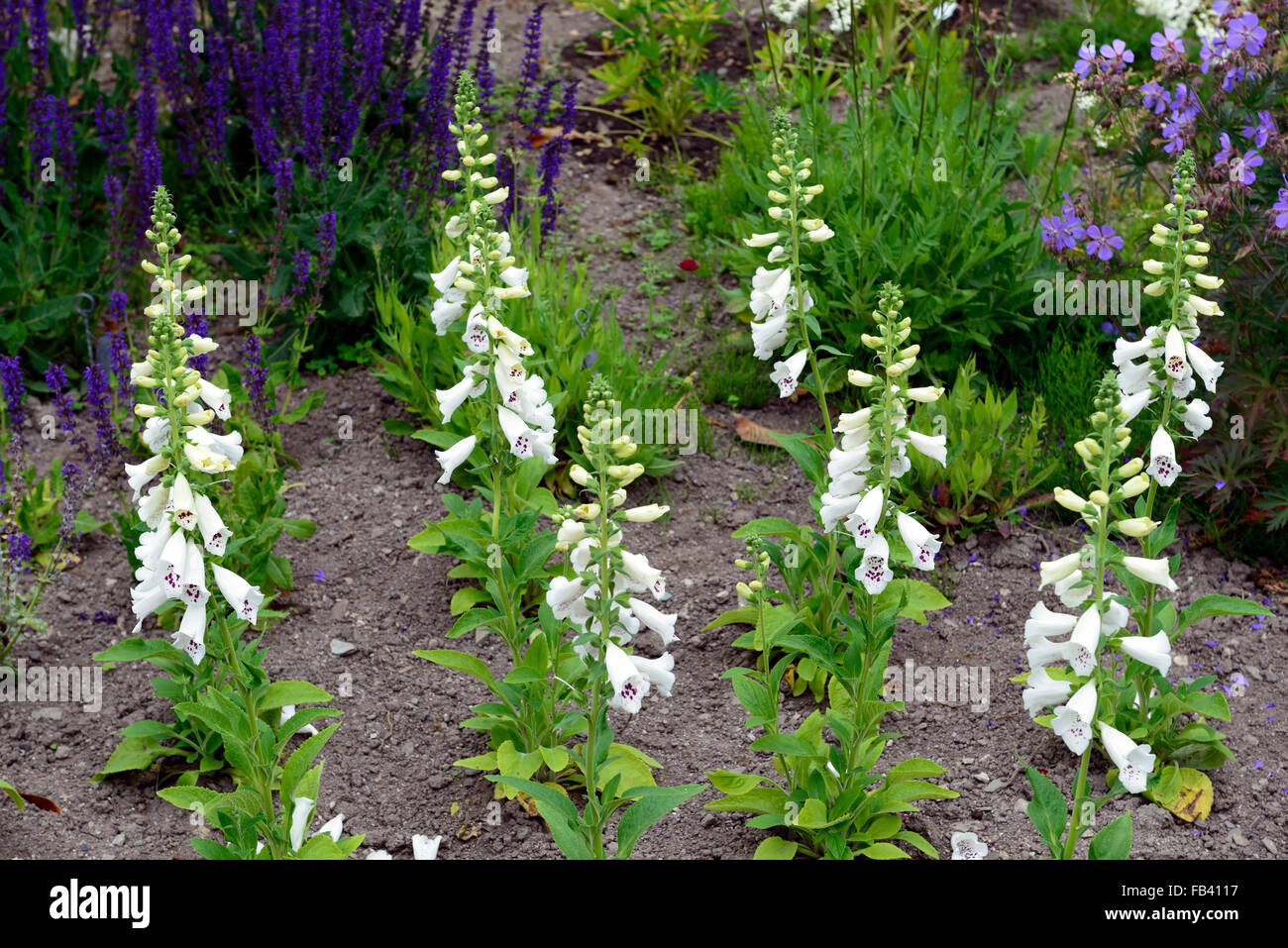 digitalis dalmation white foxglove foxgloves flower flowering perennial