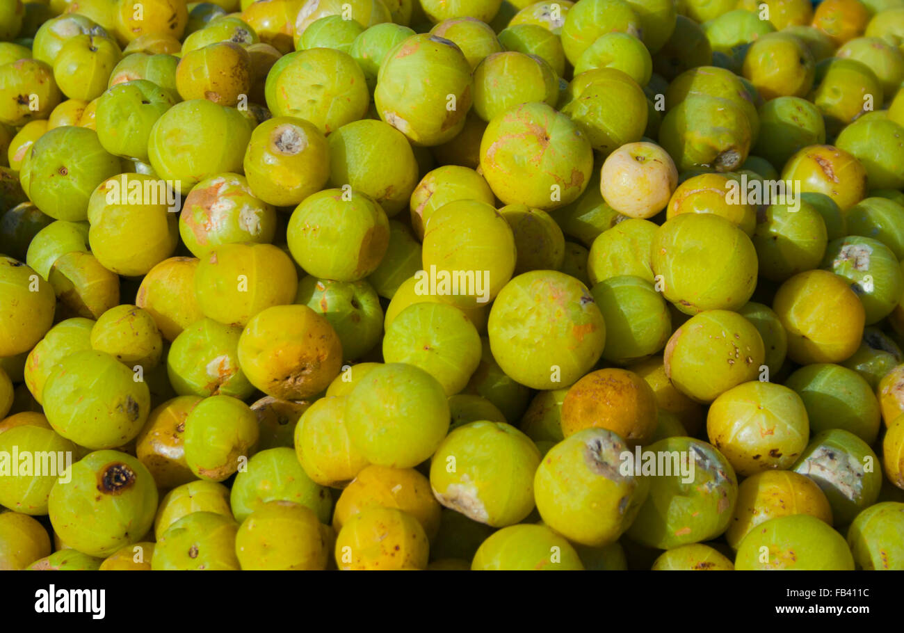 Phyllanthus emblica, an Indian gooseberry also known as Amla in India. Stock Photo
