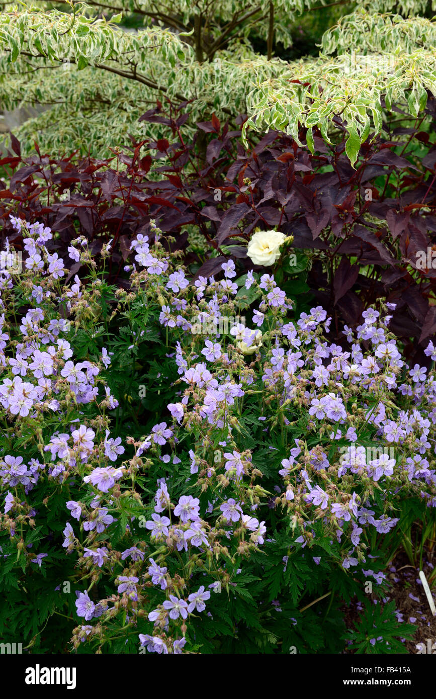 geranium mrs kendall lysimachia ciliata purpurea cornus variegata mix mixed combination planting scheme RM Floral Stock Photo
