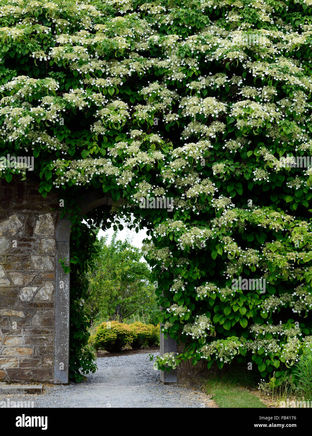 hydrangea anomala subsp petiolaris climbing hydrangeas walled garden gate gateway cover covered flower flowering RM Floral Stock Photo