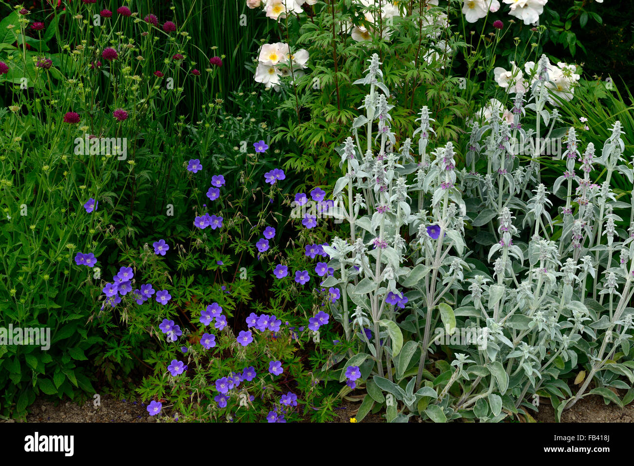 knautia macedonica geranium rozanne Artemisia lactiflora sage combination garden gardening plant planting scheme RM Floral Stock Photo