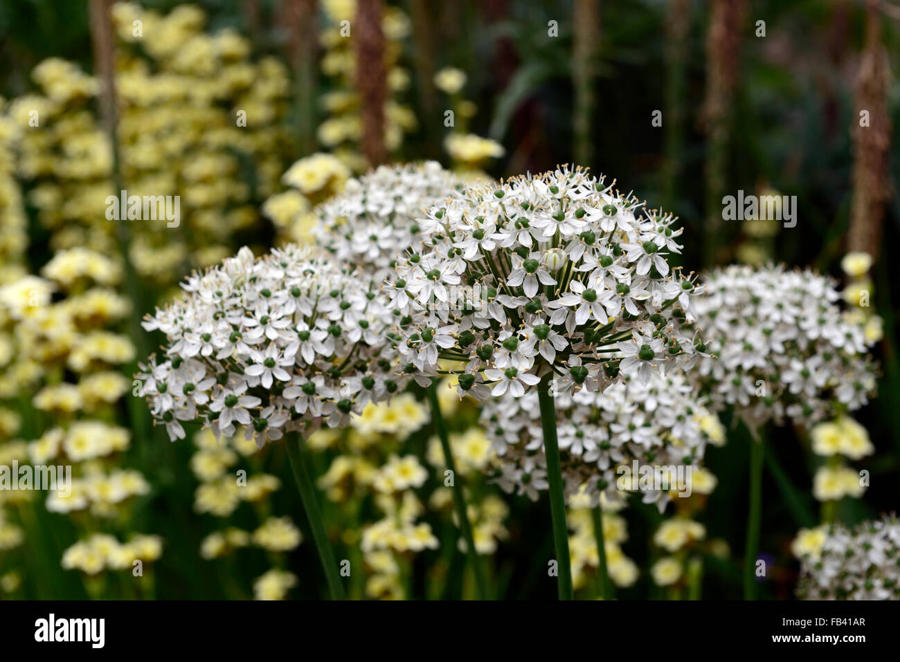 ornithogalum saundersiae libertia formosa white cream flower flowers flowering perennial RM Floral Stock Photo