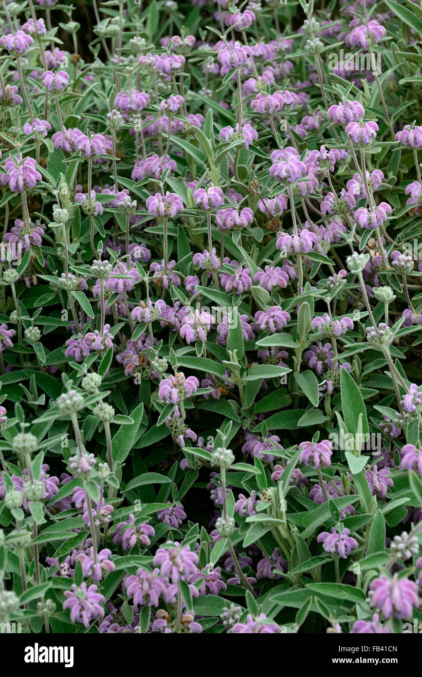 phlomis cashmeriana Kashmir Sage purple flower flowers flowering perennial sages RM Floral Stock Photo
