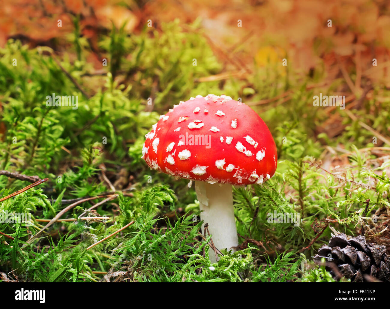 Mushroom a fly agaric grows in woods among moss and fallen leaves. Stock Photo