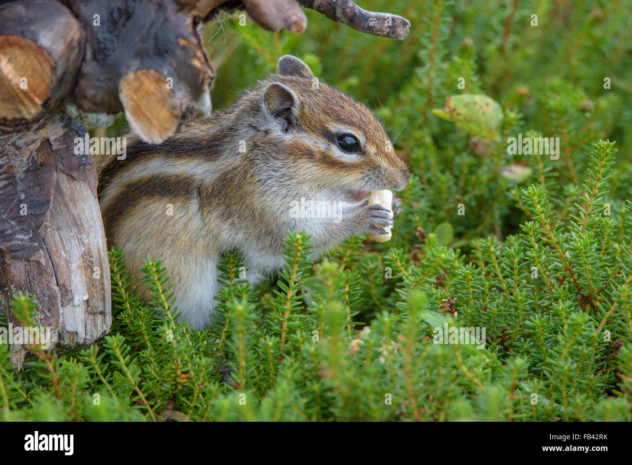 Chipmunks. Wildlife of the northern part of Sakhalin Island, Russia. Landscapes, seascapes, animals. Sand spit Piltun. Stock Photo
