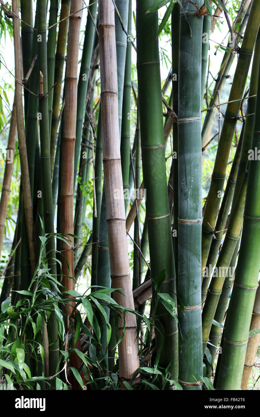 It's a photo of a detail of Bamboo trees in a forest. We can see the trunk Stock Photo