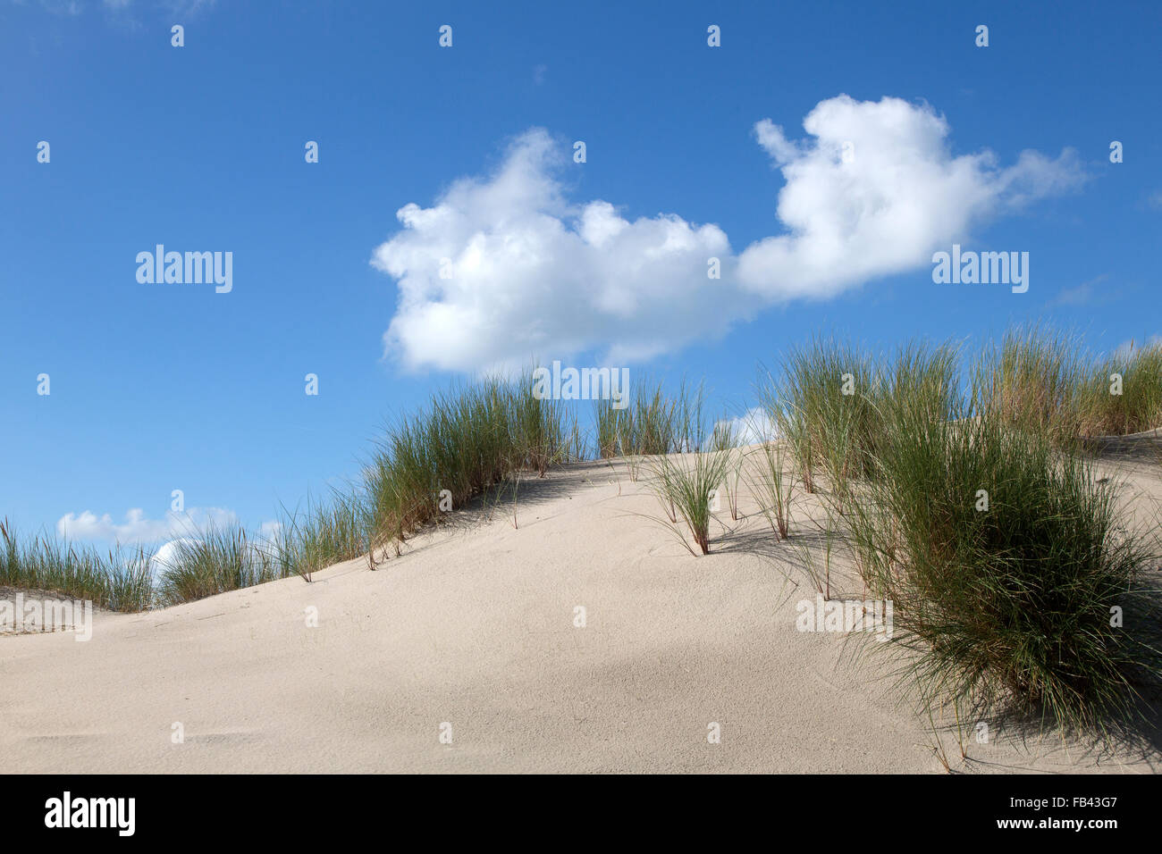 Sandy dune with European Marram Grass (Ammophila arenaria) on blue sky with fluffy white clouds Stock Photo