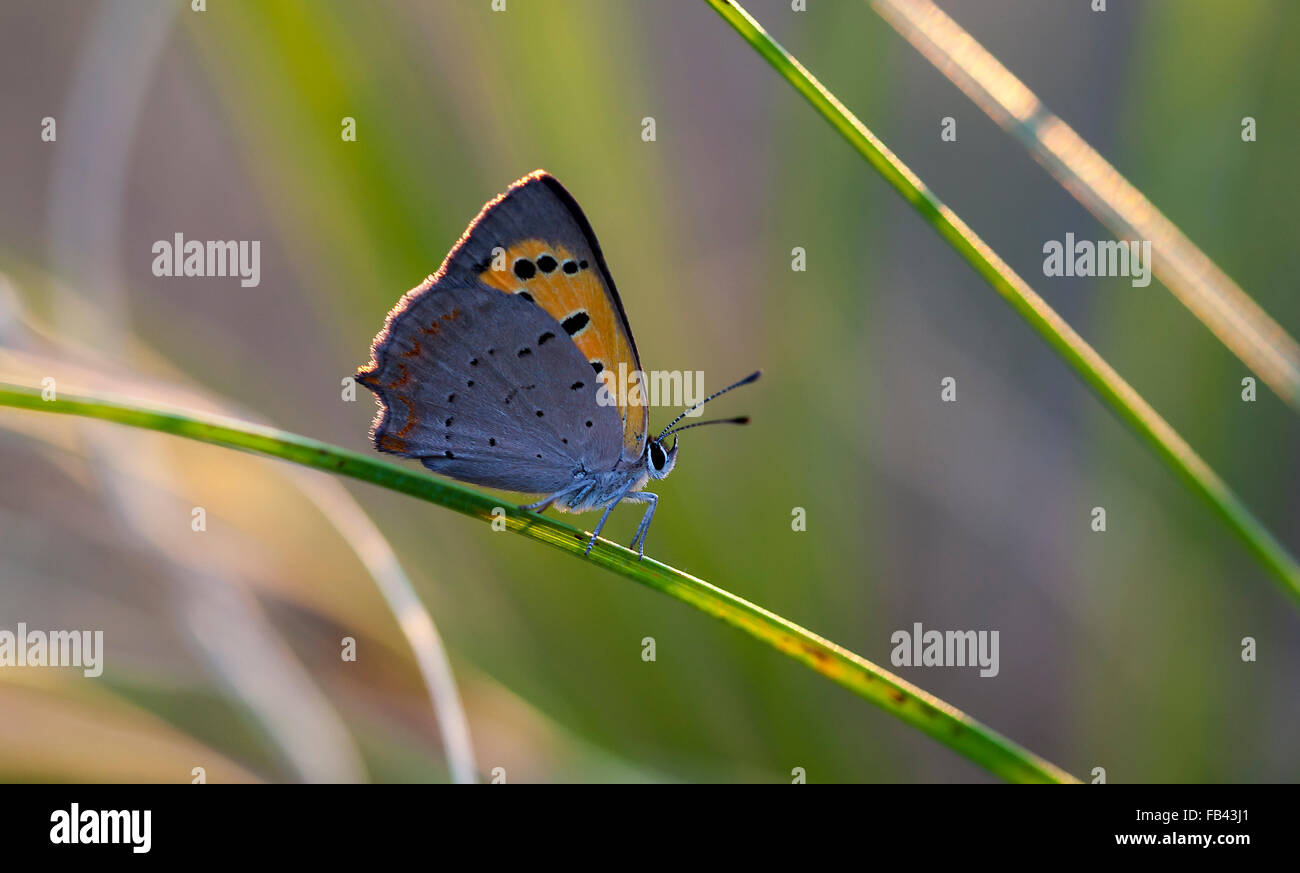 butterfly in a native habitat Stock Photo Alamy