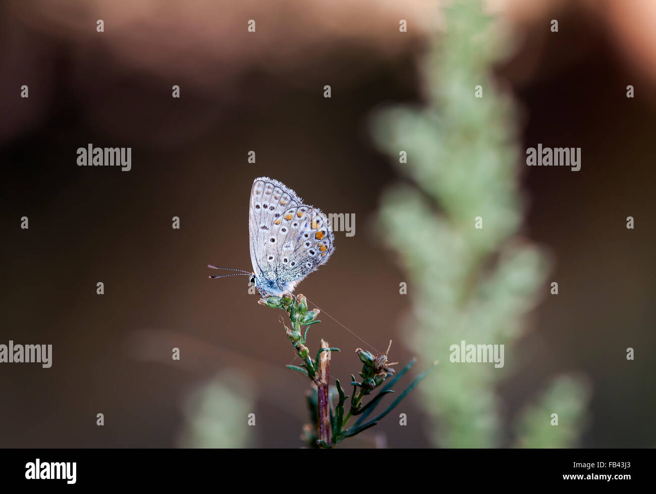 butterfly in a native habitat Stock Photo Alamy