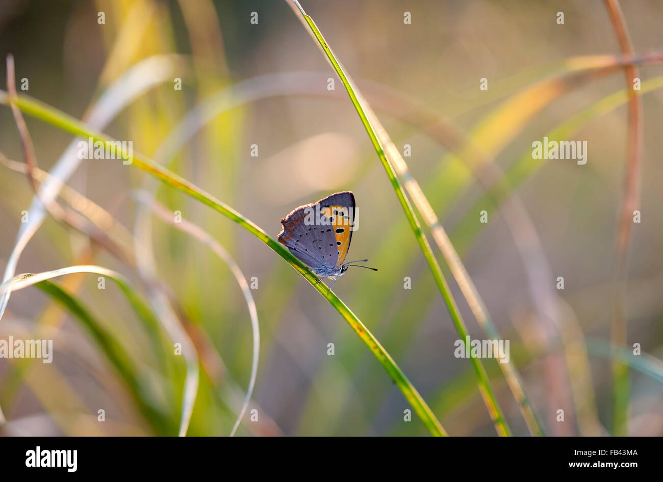butterfly in a native habitat Stock Photo Alamy