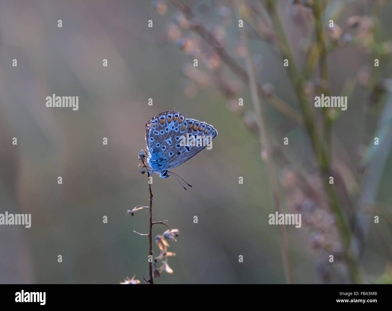 butterfly in a native habitat Stock Photo Alamy