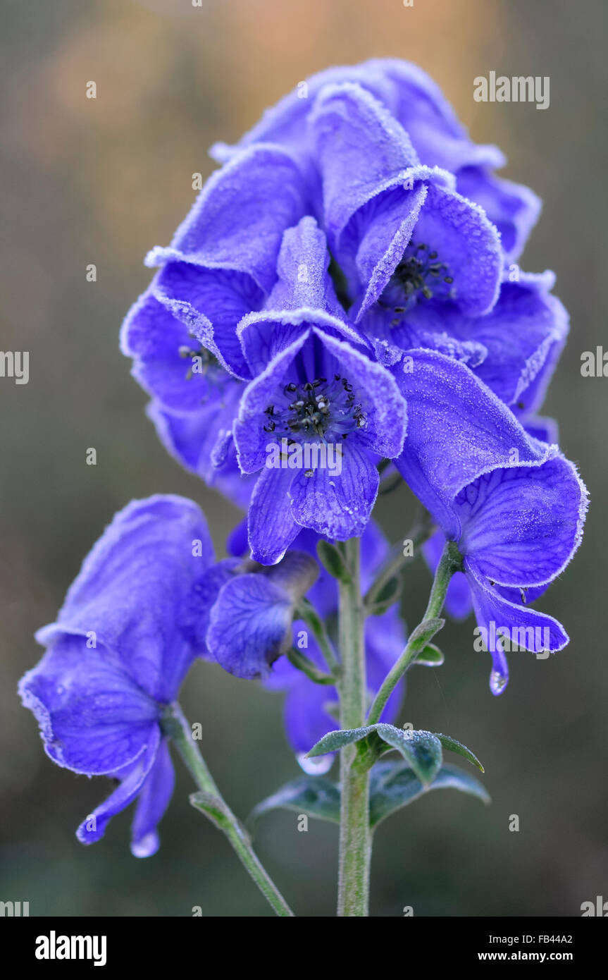 Frosted blue flowers of an Aconitum carmichaelli in an english garden. Stock Photo