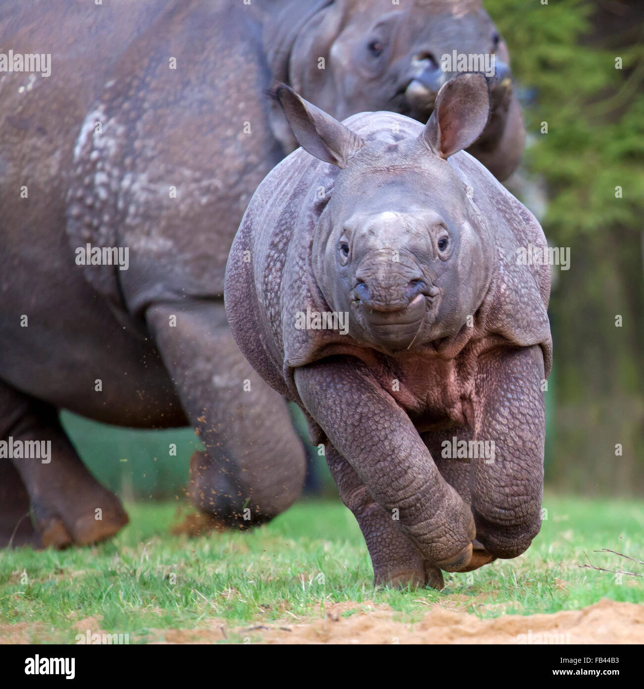 A young Indian Rhinoceros calf with its Mother Stock Photo
