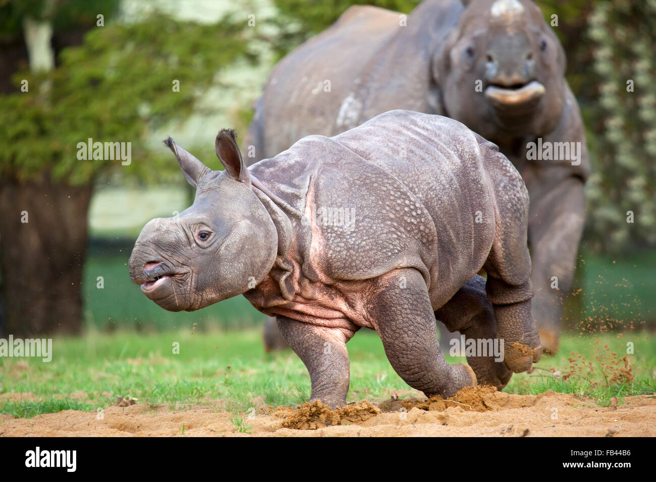 Portrait view of a young Indian Rhinoceros Calf Stock Photo