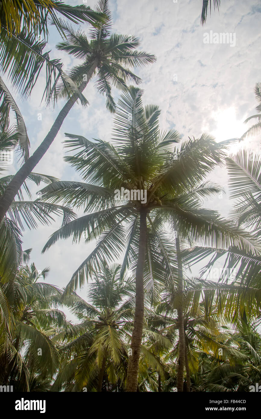 Palm tree in Agonda, Goa, India Stock Photo