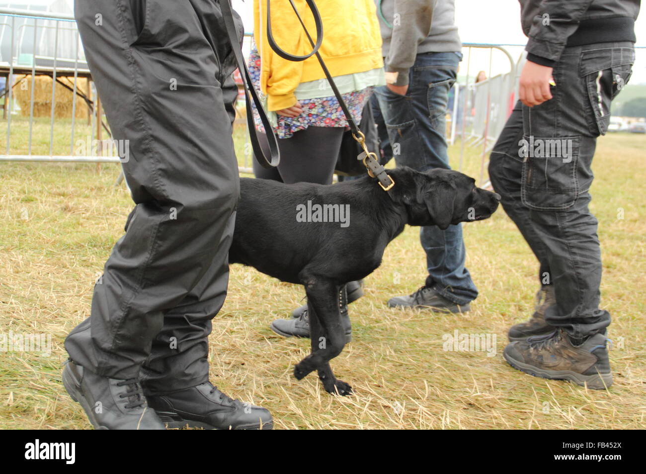 Sniffing for drugs hi-res stock photography and images - Alamy