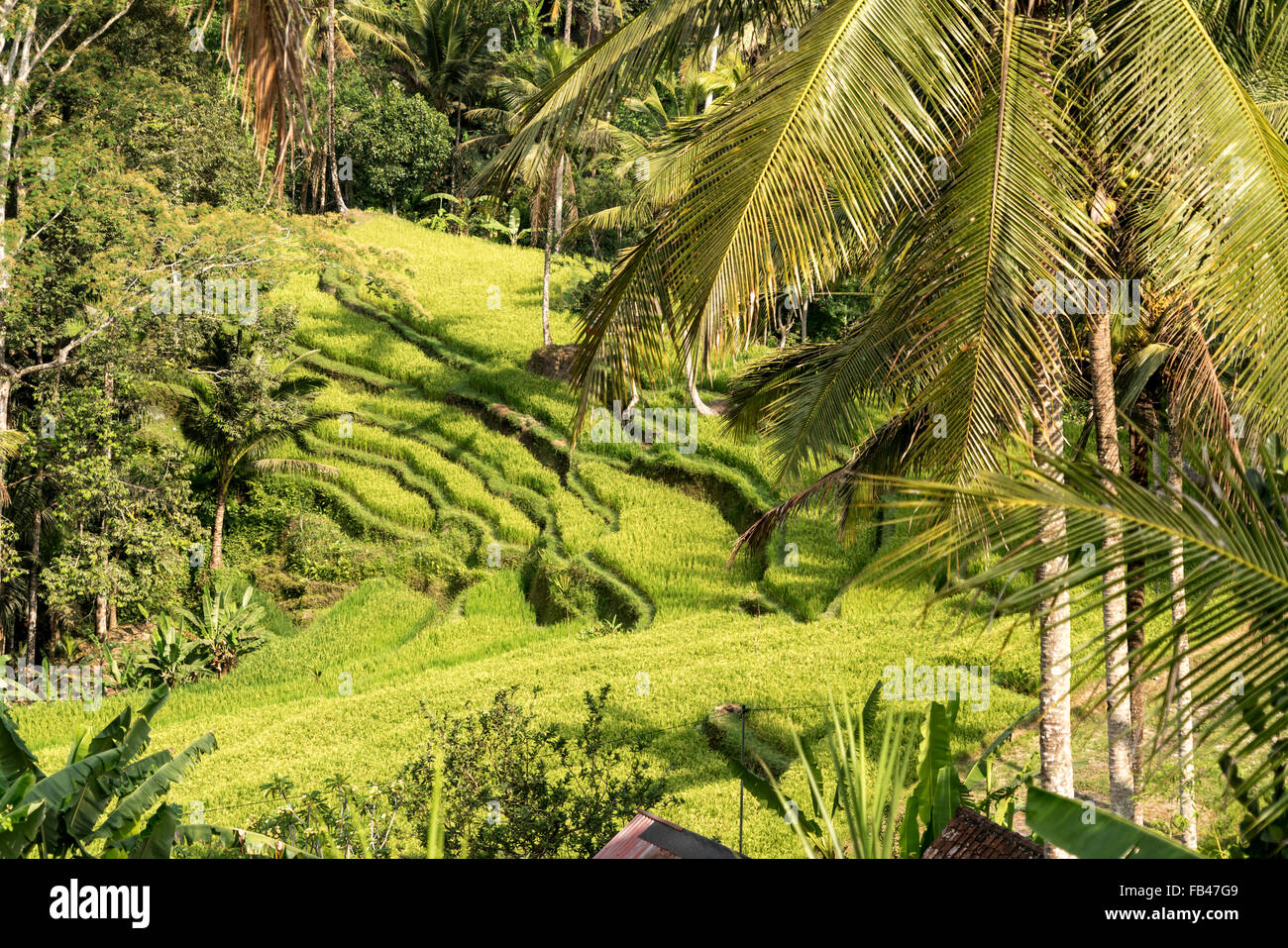 Reisterrassen beim Felsentempel Gunung Kawi, Tampaksiring bei Ubud, Bali, Indonesien | Rice Terraces at Gunung Kawi Temple, Tamp Stock Photo