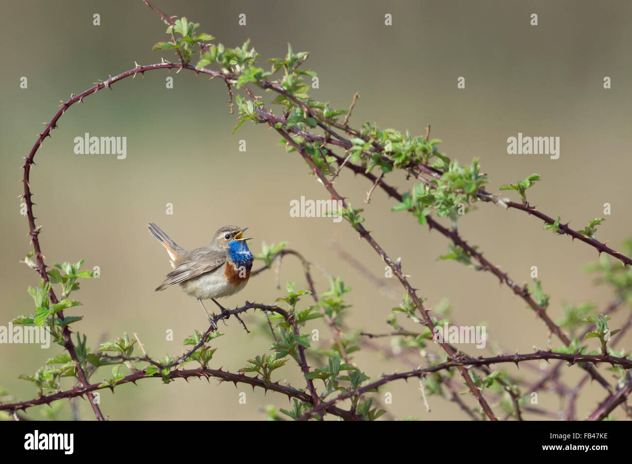 Pretty Bluethroat / Blaukehlchen ( Luscinia svecica ) sings his song surrounded by thorny tendrils of a blackberry bush. Stock Photo