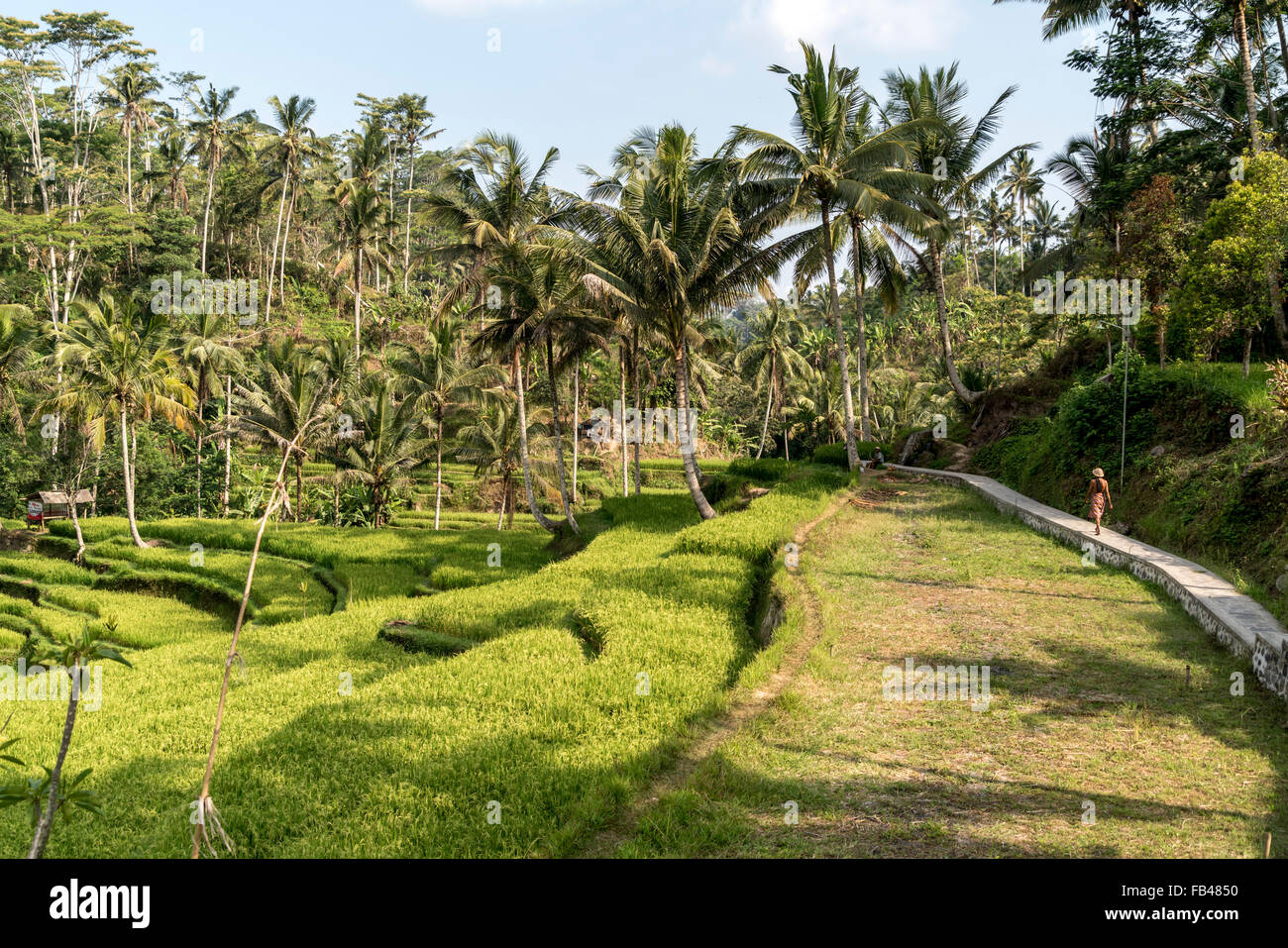 Rice Terraces at Gunung Kawi Temple, Tampaksiring near Ubud, Bali, Indonesia Stock Photo