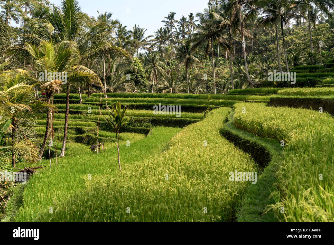 Rice Terraces at Gunung Kawi Temple, Tampaksiring near Ubud, Bali, Indonesia Stock Photo