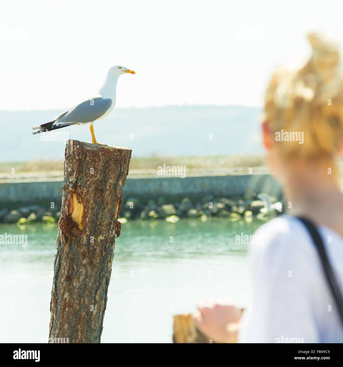 Woman watching seagull in summertime. Stock Photo