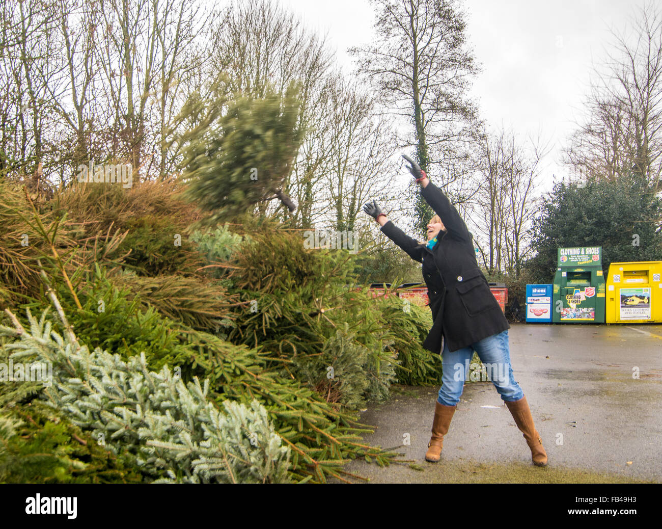 Woman throwing a Christmas tree onto a pile for recycling, Hampshire