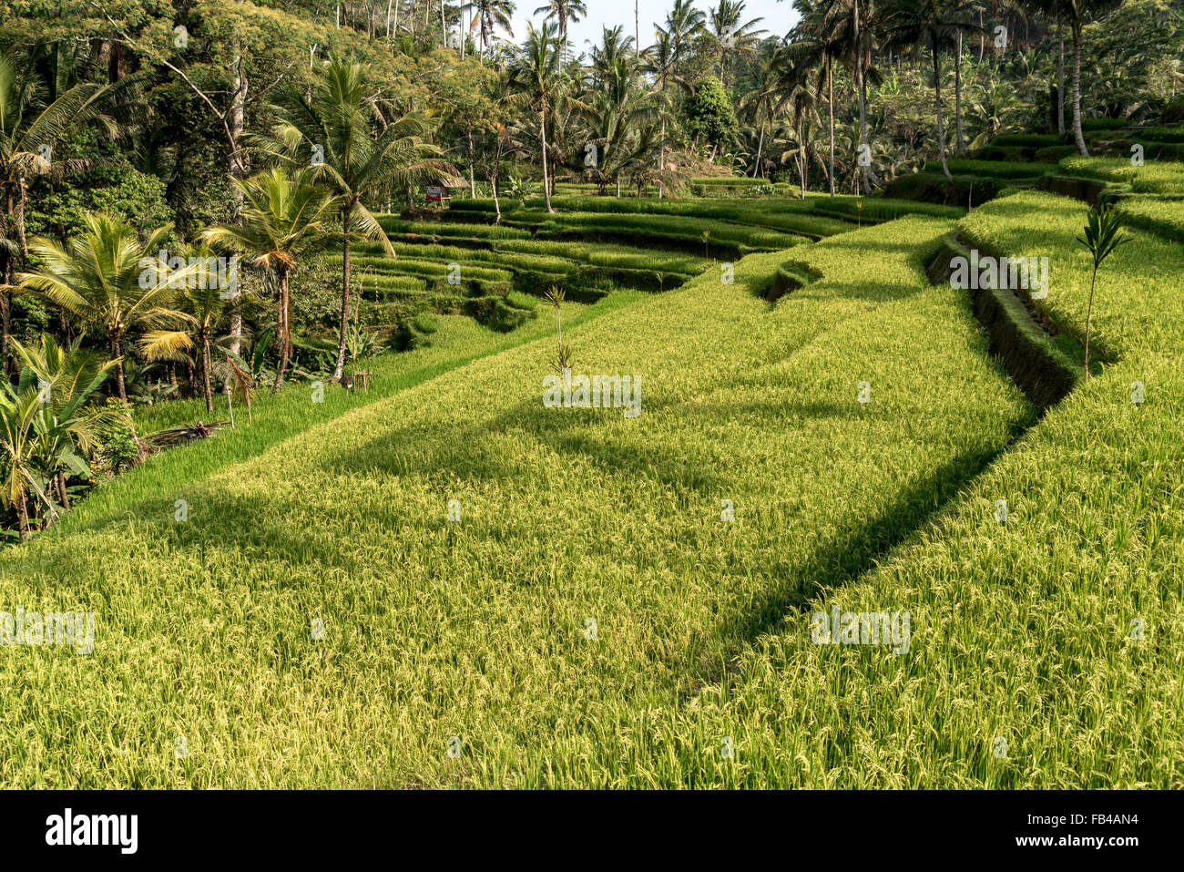 Rice Terraces at Gunung Kawi Temple, Tampaksiring near Ubud, Bali, Indonesia Stock Photo