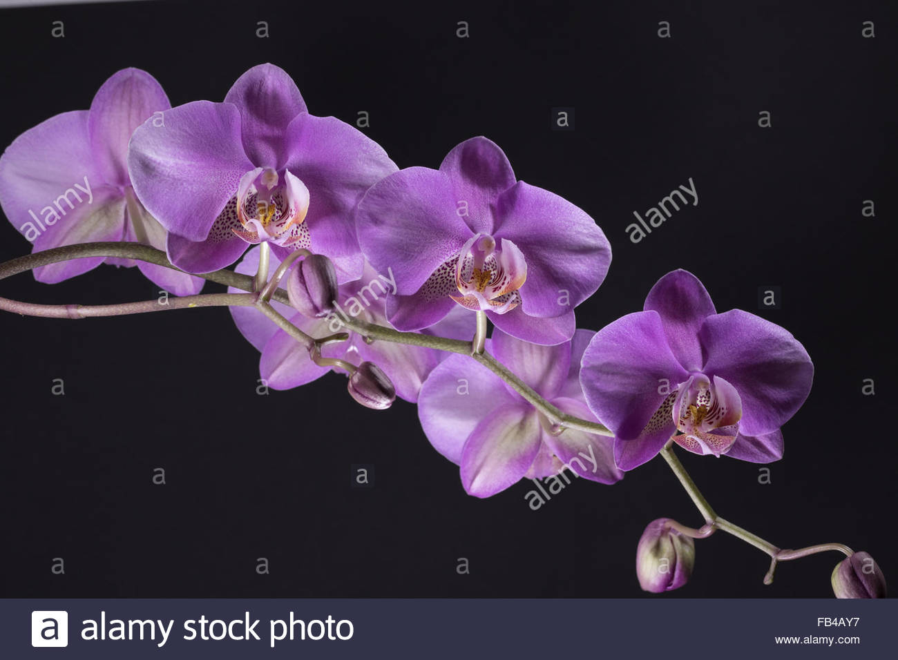 The Flower Spike Of A Purple Phalaenopsis Orchid Moth Orchid With A Purple Yellow And White Labellum With Red Purple Stripes Stock Photo Alamy
