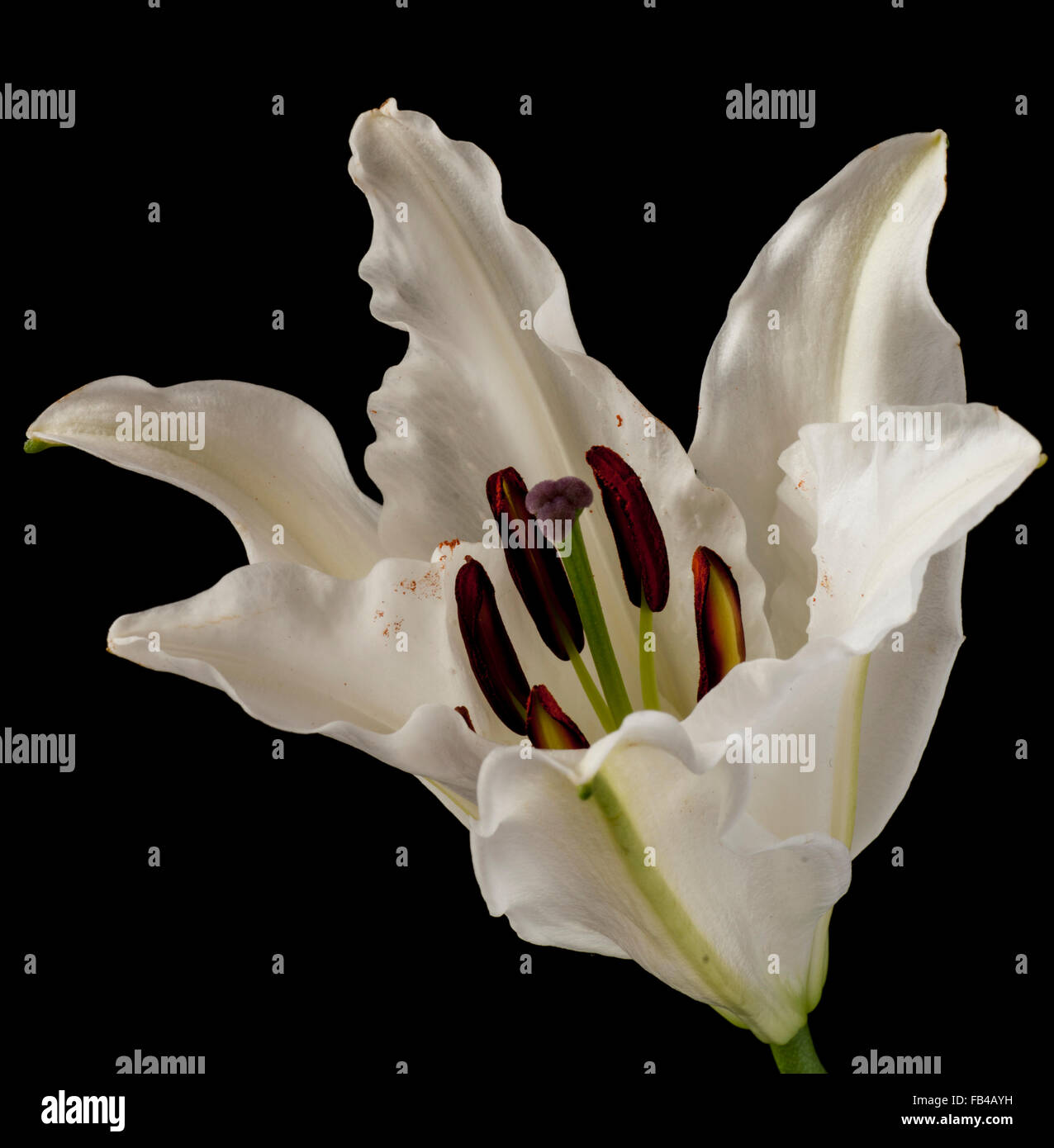 White Lily isolated on a black background Stock Photo - Alamy