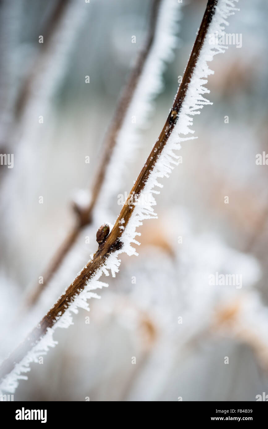 Frozen Branch with Bud in Winter Stock Photo