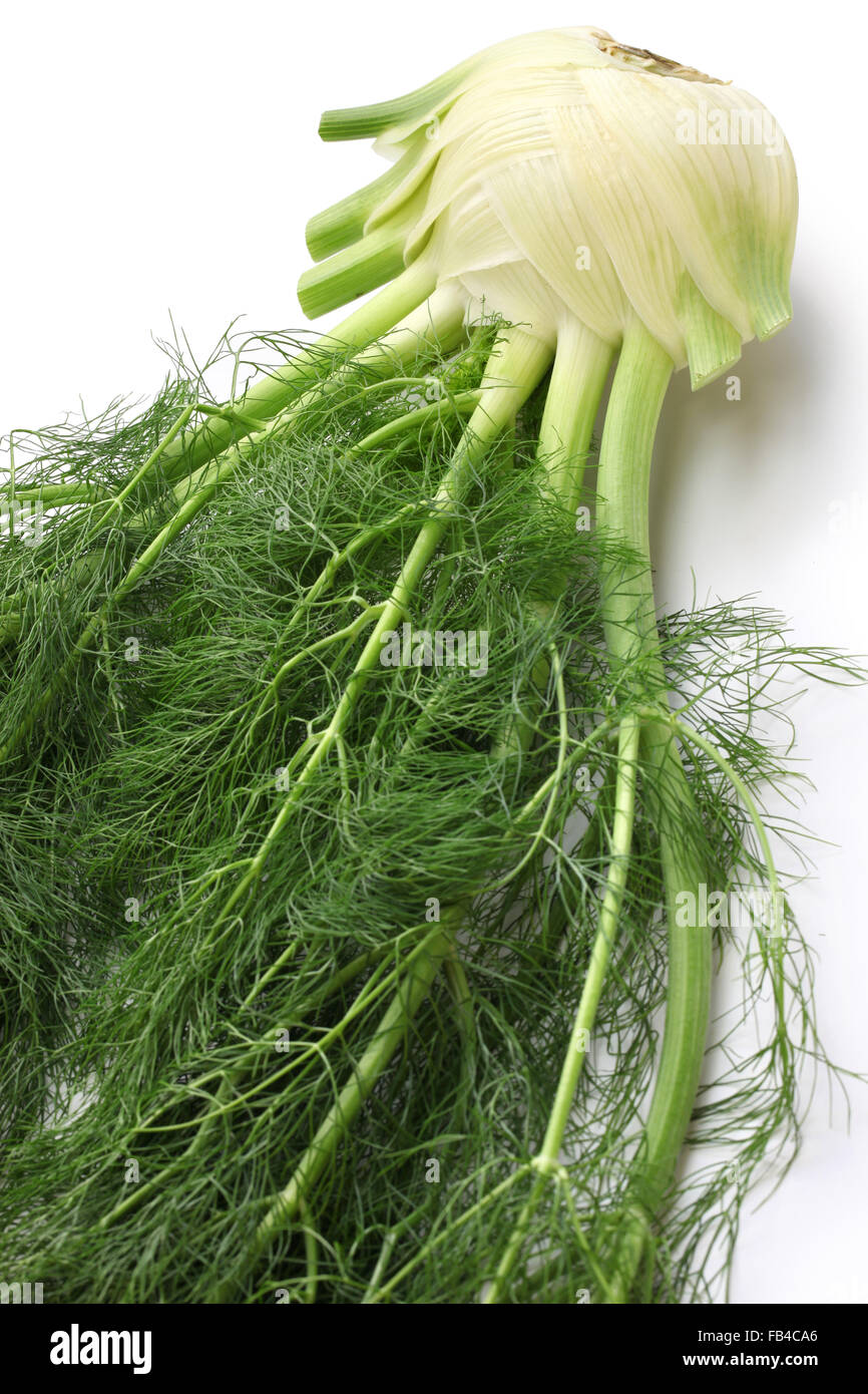 fresh finocchio, florence fennel bulb isolated on white background Stock Photo