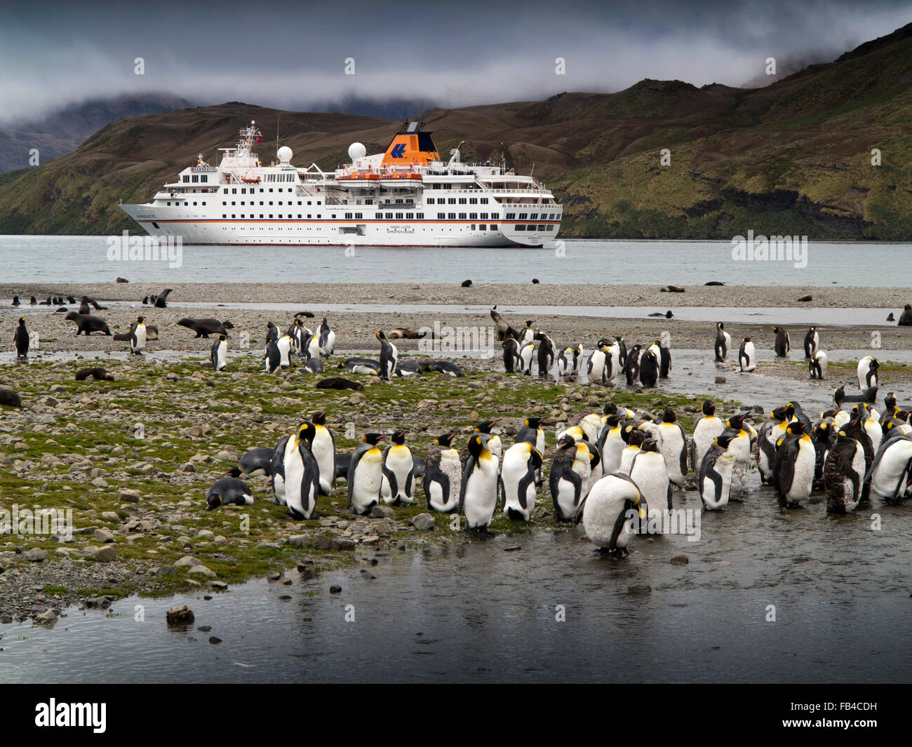 South Georgia, Cumberland Bay, Jason Harbour, MS Hanseatic, Antarctic, cruise ship moored in bay beyond King Penguins Stock Photo