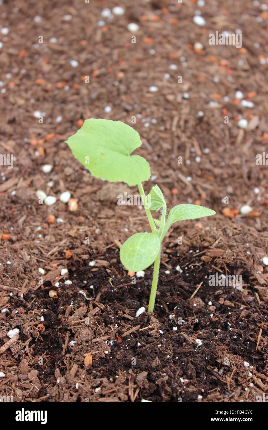 Pumpkin sprout hires stock photography and images Alamy