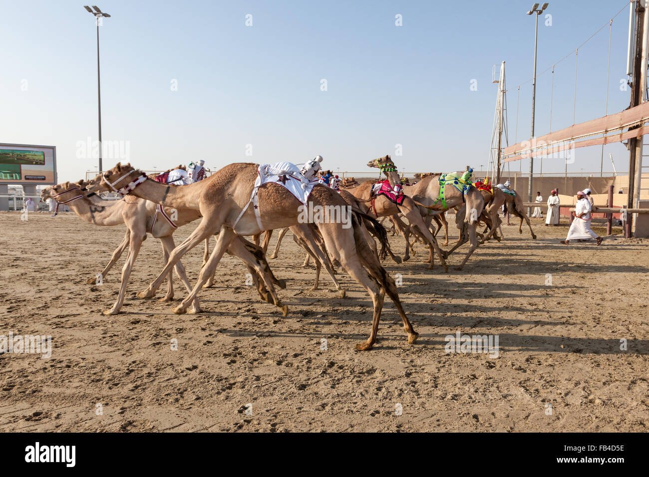 Camel race in Doha, Qatar Stock Photo