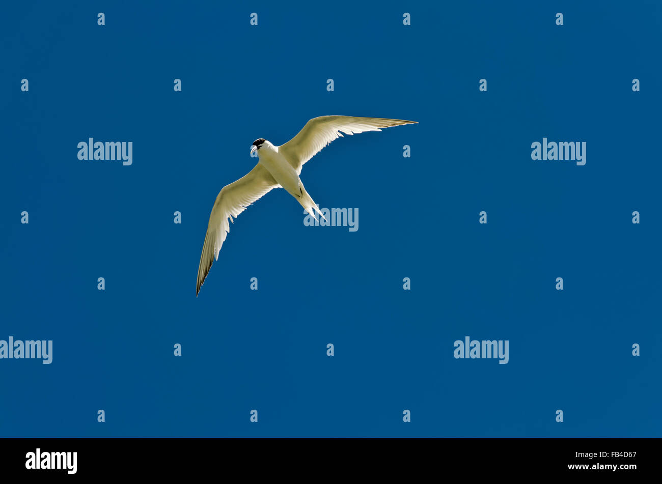 Sandwich Tern Sterna sandvicensis in flight Stock Photo
