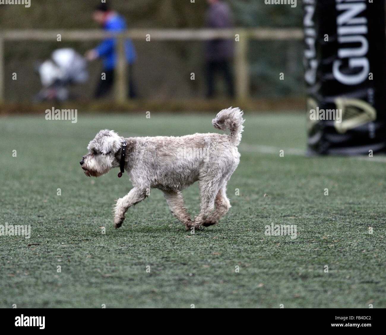 Burnage  9th January 2016 A moment of levity, as a dog walks acoss the pitch and stops the game in which Burnage Rugby Club were attempting to move from bottom place in the league but were heavily defeated by Ilkley, who were third bottom. Credit:  John Fryer/Alamy Live News Stock Photo
