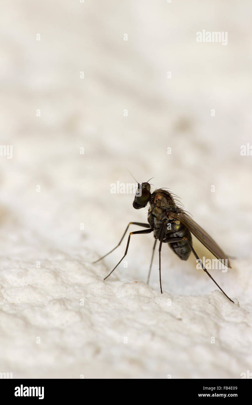 Long-legged flies (Medetera jacula) Stock Photo