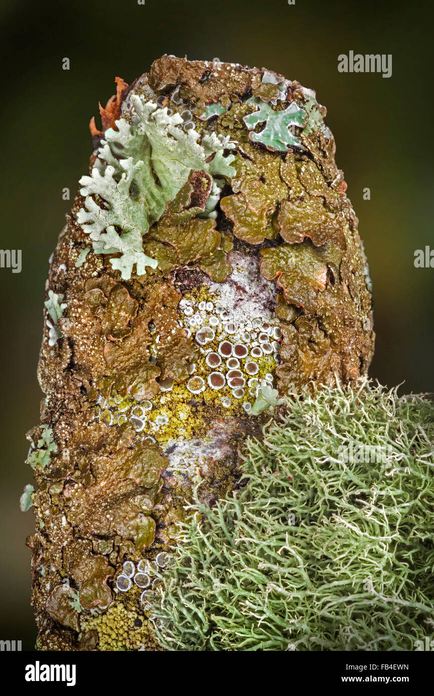 Lichen biodiversity, rich species variety growing on mature wood Stock Photo