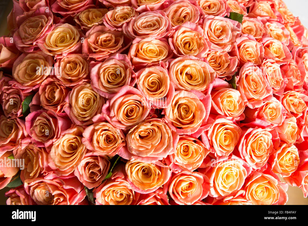 a lot of beautiful orange roses. Shallow DOF Stock Photo - Alamy