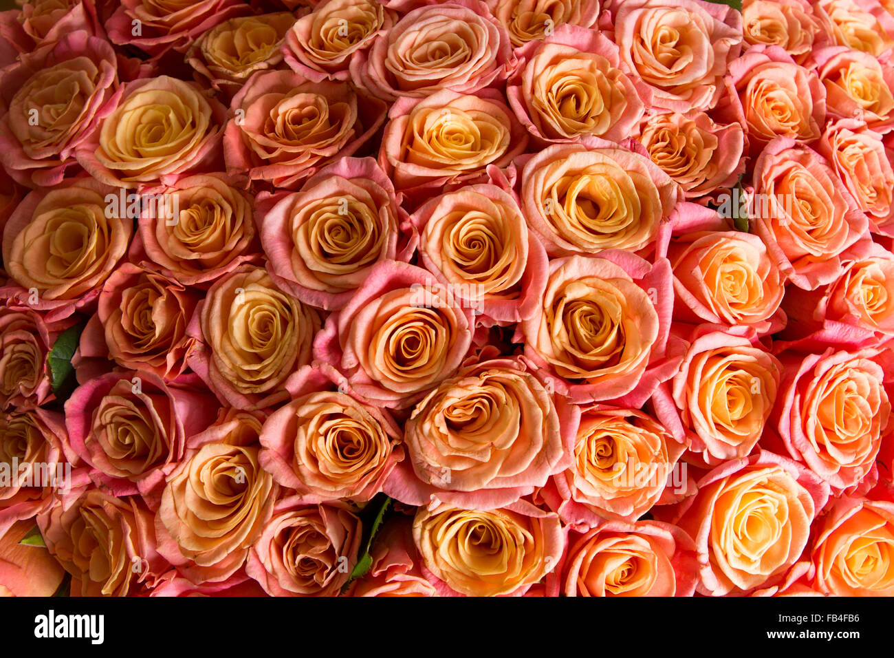 a lot of beautiful orange roses. Shallow DOF Stock Photo - Alamy