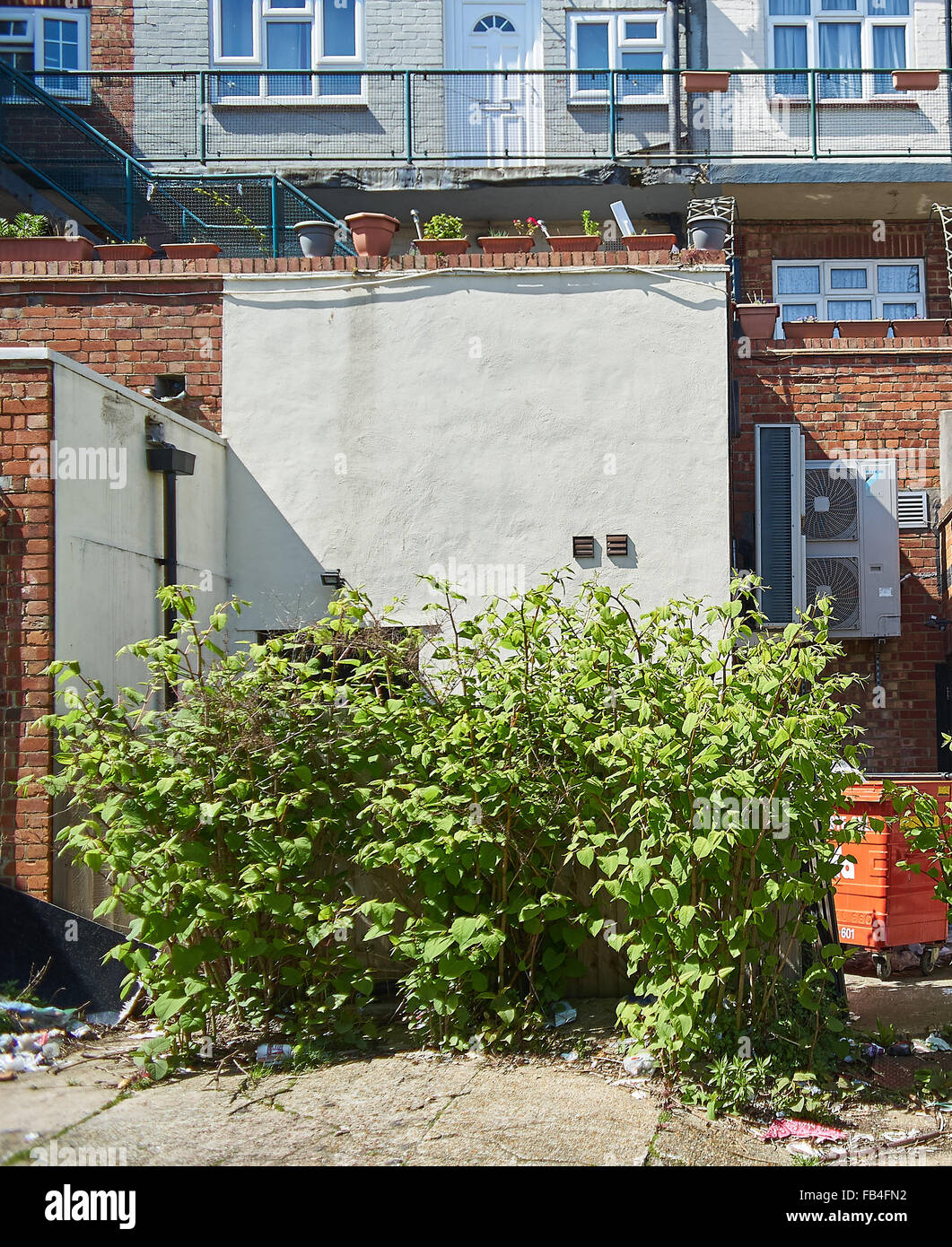 Japanese Knotweed growing out of a concrete pavement Stock Photo