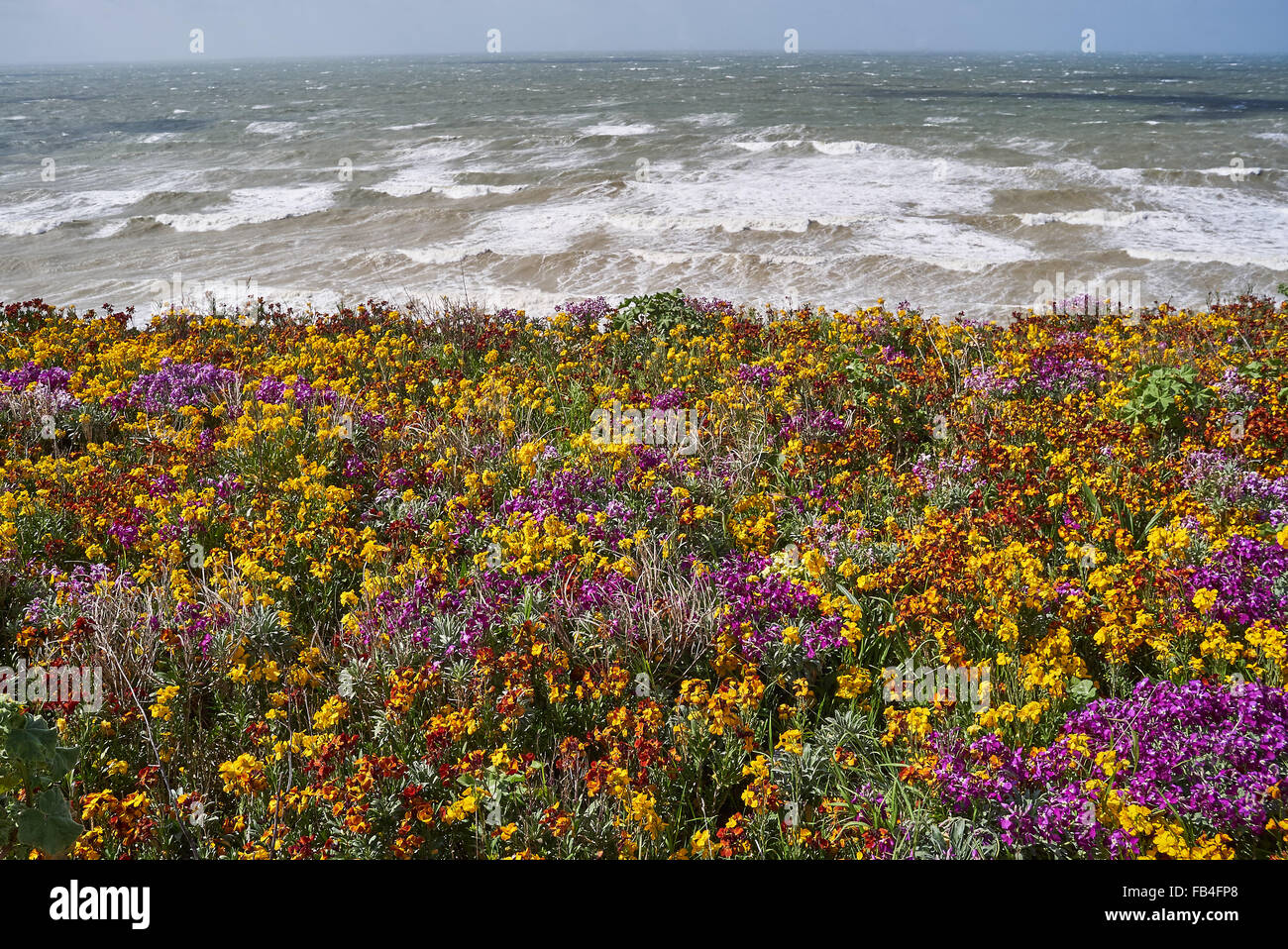 Cliff top vegetation on the Sussex Coast Stock Photo