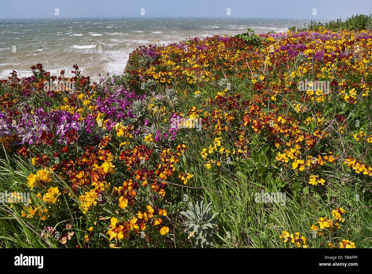Cliff top flowers on the south coast of the UK Stock Photo