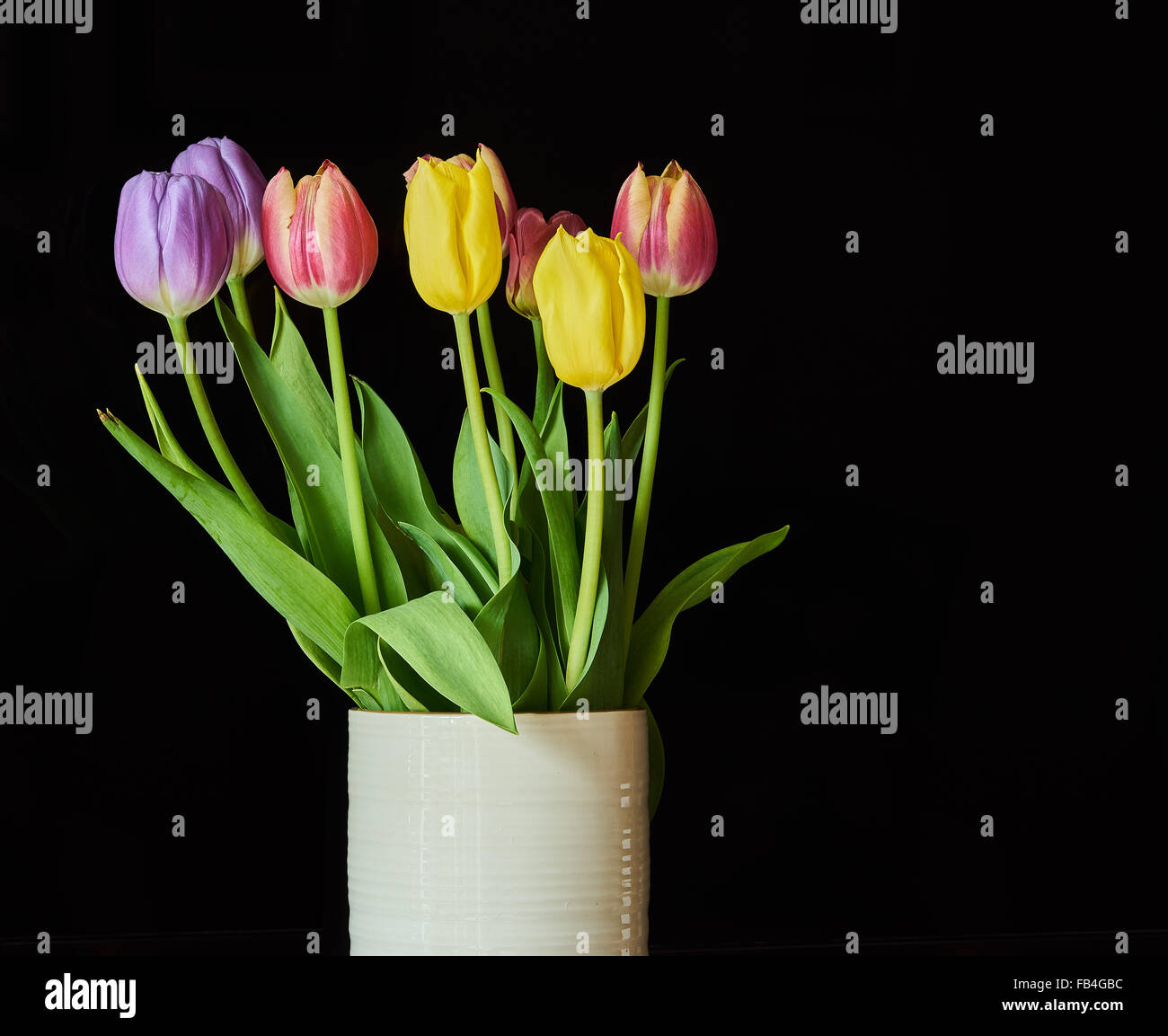 Tulips Black background Stock Photo Alamy