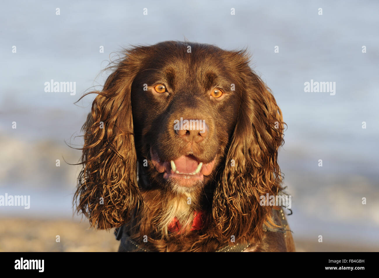 Domestic Dog, Working Cocker Spaniel type, portrait, photographed at Aldeburgh, Suffolk, England, Dec 2015 Stock Photo