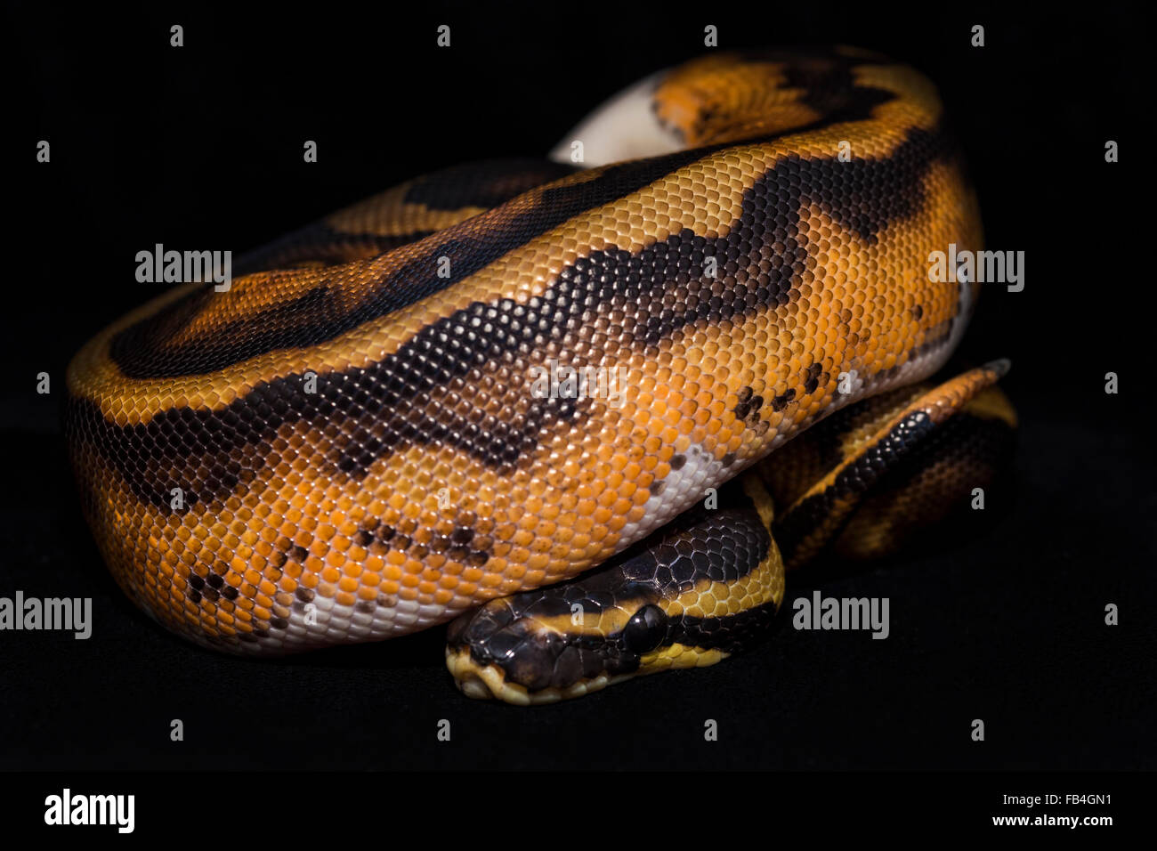 Royal Ball Python, Piebald color mutation. Isolated on black velvet. Stock Photo